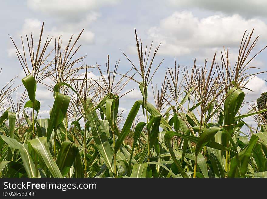 Sweet corn also called Indian corn, sugar corn, and pole corn shoot from Korat Thailand. Sweet corn also called Indian corn, sugar corn, and pole corn shoot from Korat Thailand.