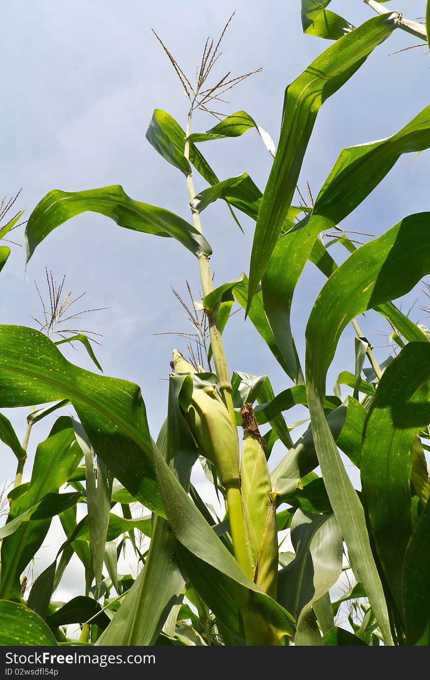 Sweet corn also called Indian corn, sugar corn, and pole corn shoot from Korat Thailand. Sweet corn also called Indian corn, sugar corn, and pole corn shoot from Korat Thailand.