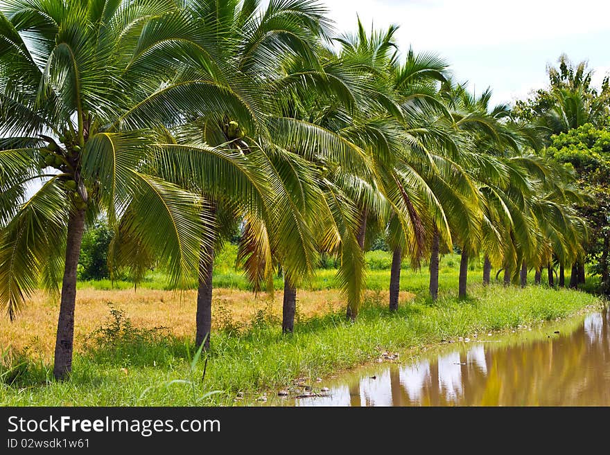 Coconut trees are tropical plant and grow everywhere in south east asia, Nakhon Ratchasima Thailand.