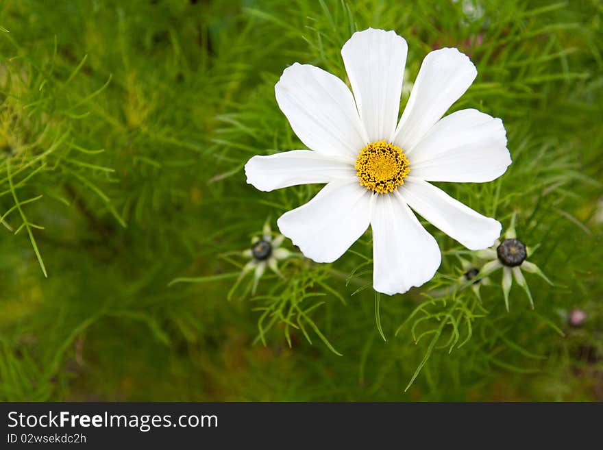 Flower daisywheel on background of the green herb