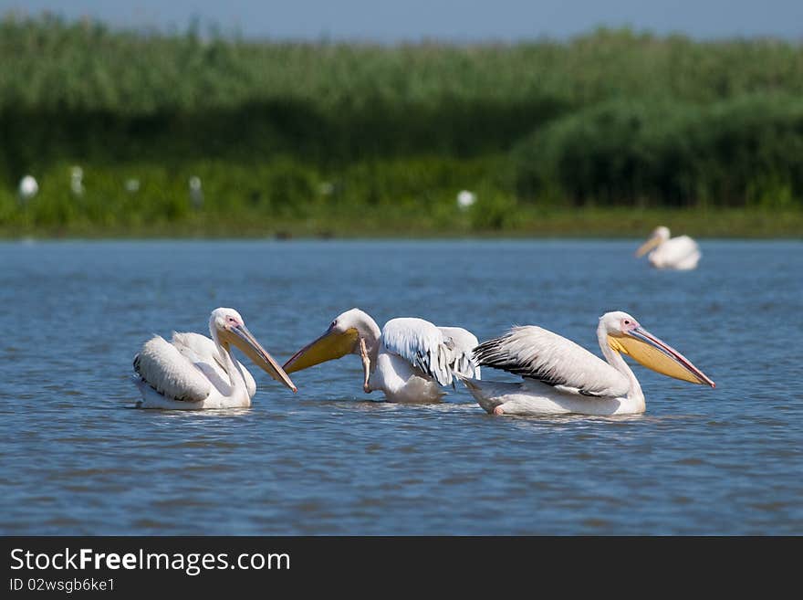 White Pelicans