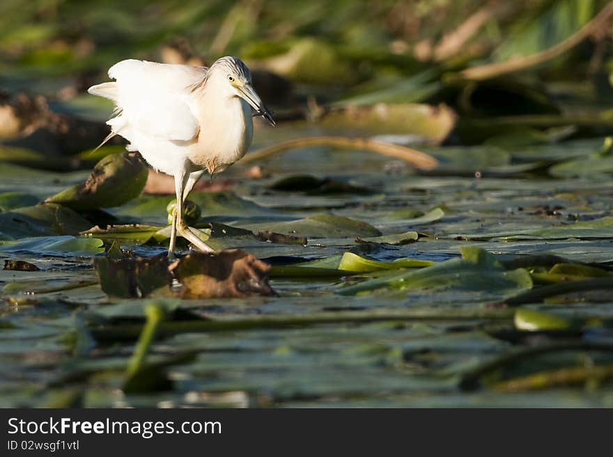 Silky Or Squacco Heron