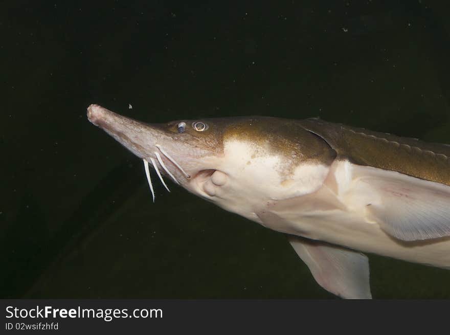 Beluga, European Sturgeon (Huso huso) in Aquarium