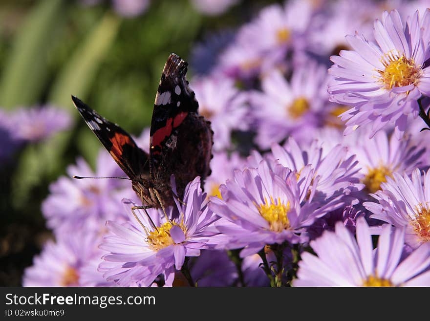 A butterfly on the violet flower. A butterfly on the violet flower