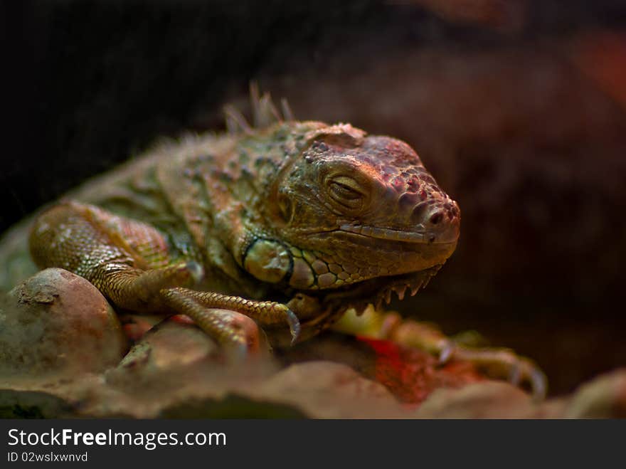 Iguana dormant after a hearty lunch