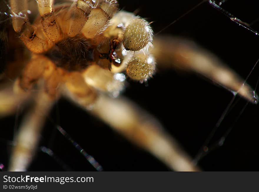 Spider photographed with the lower point