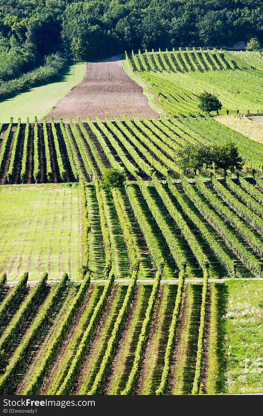 Rows of grapes