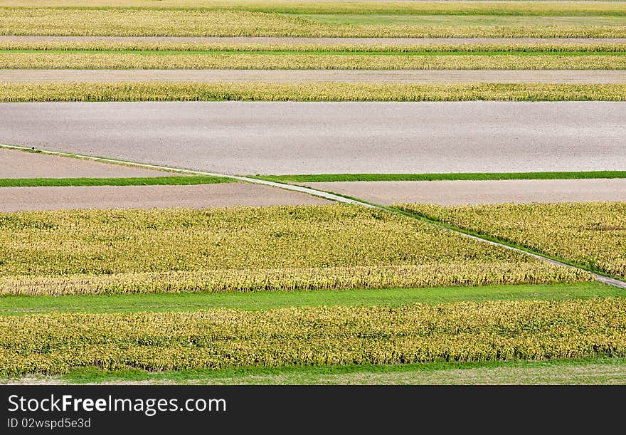 Nice interesting green field pattern