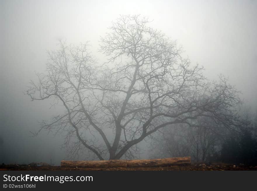 A tree in a fog