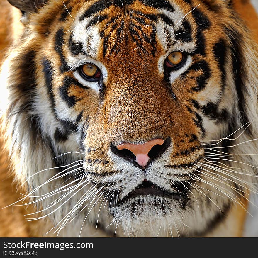 Tiger