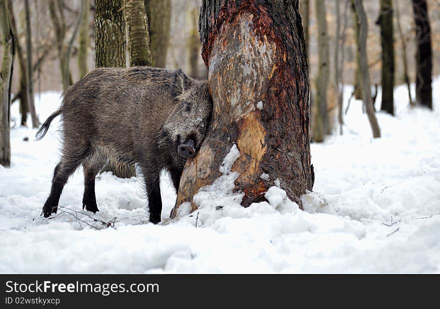 Natural environment of dwelling of wild wild boar. Natural environment of dwelling of wild wild boar