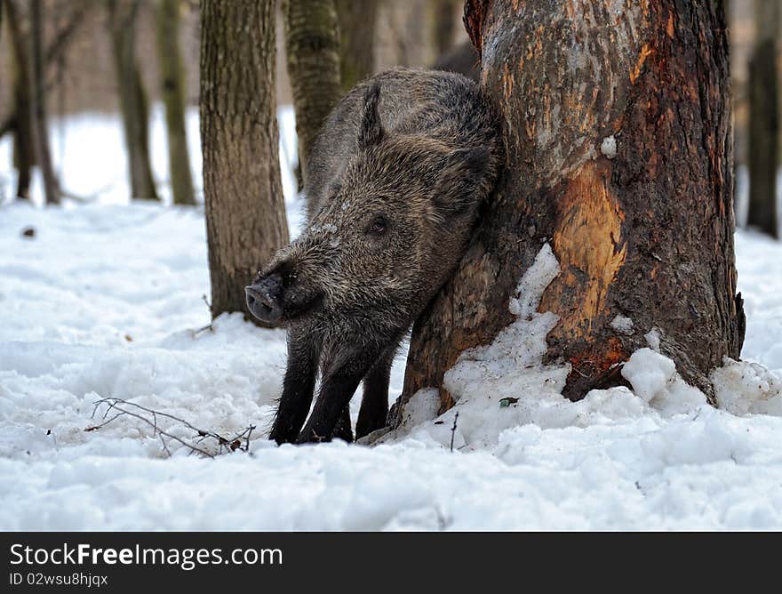 Natural environment of dwelling of wild wild boar. Natural environment of dwelling of wild wild boar