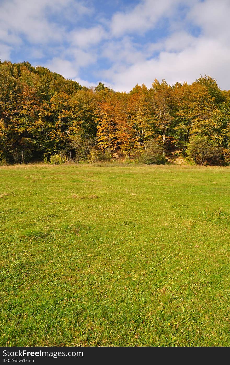 Edge of autumn wood.