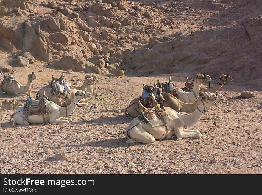 Camels in the desert