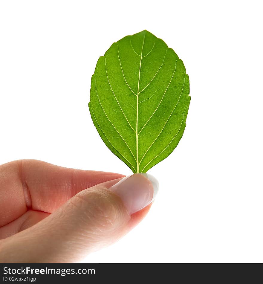 Woman s hand holding basilia leaf