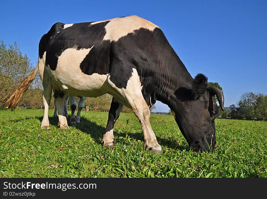 Cow on a summer pasture in a rural landscape under clouds.