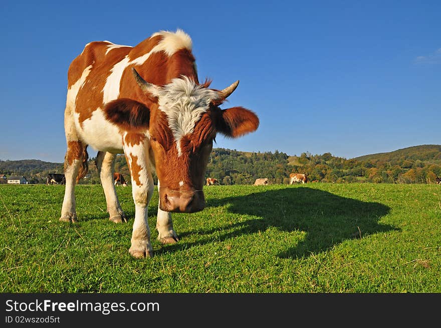 Cow on a summer pasture