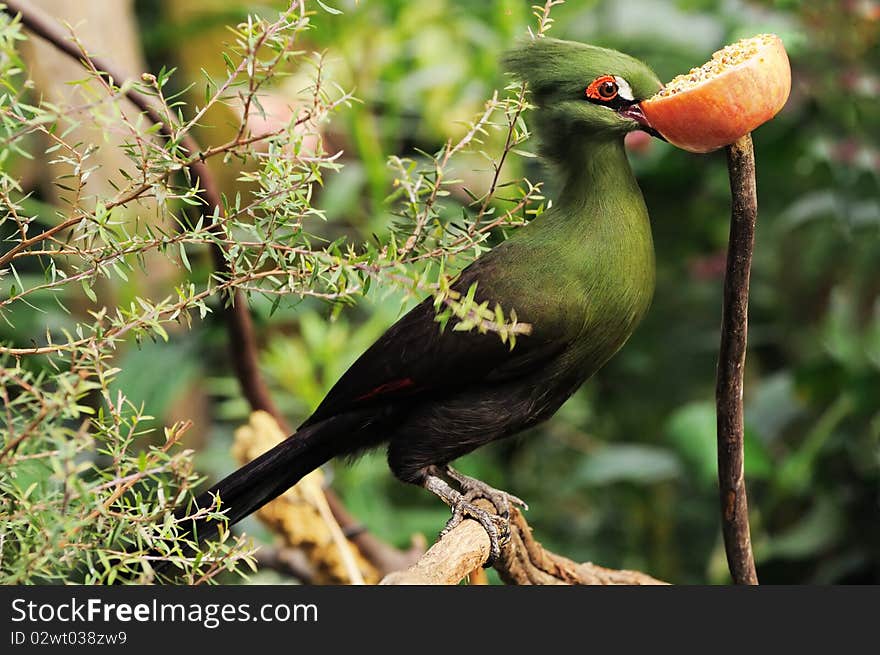 Green turaco