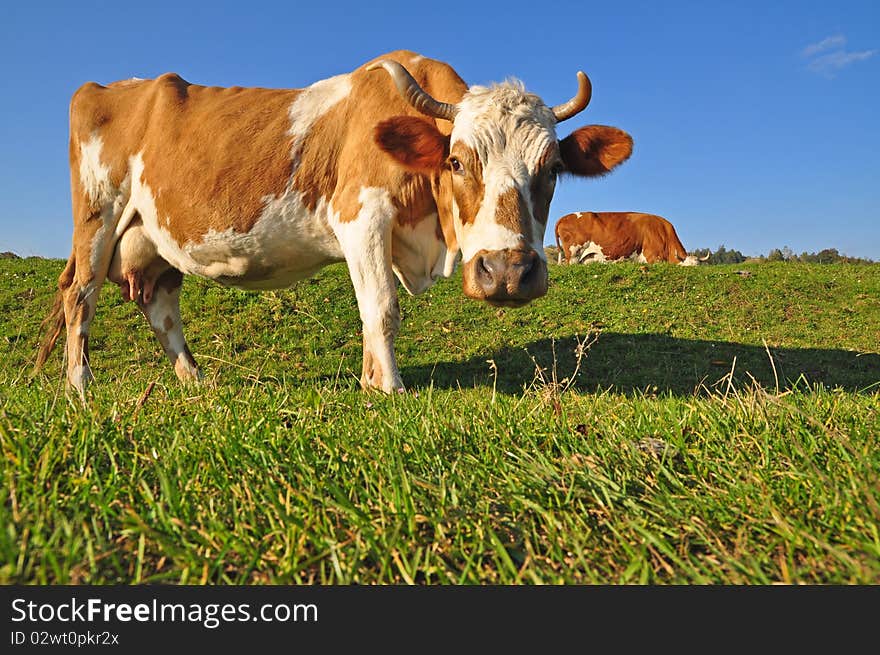 Cow on a summer pasture