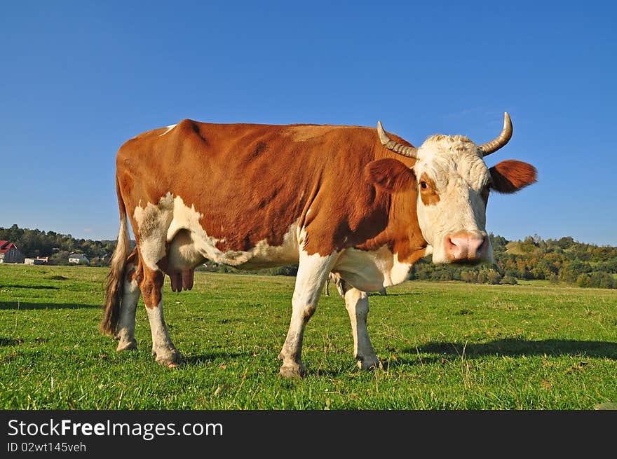 Cow on a summer pasture