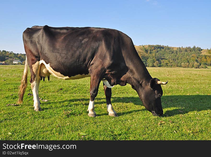 Cow on a summer pasture