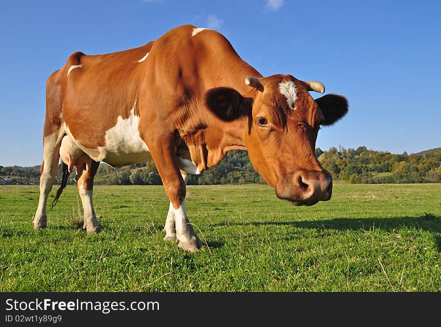 Cow on a summer pasture