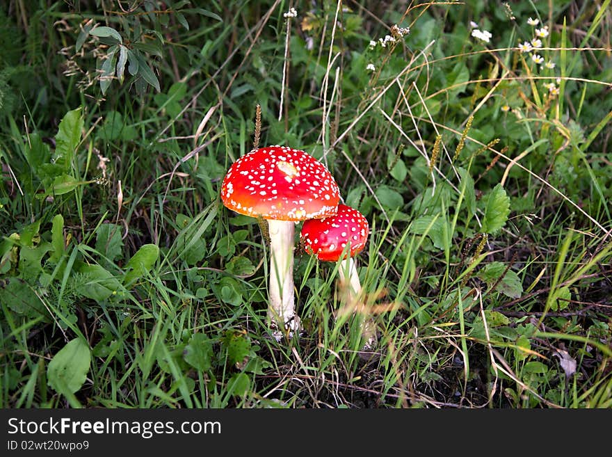 Small and large toadstool in a grass