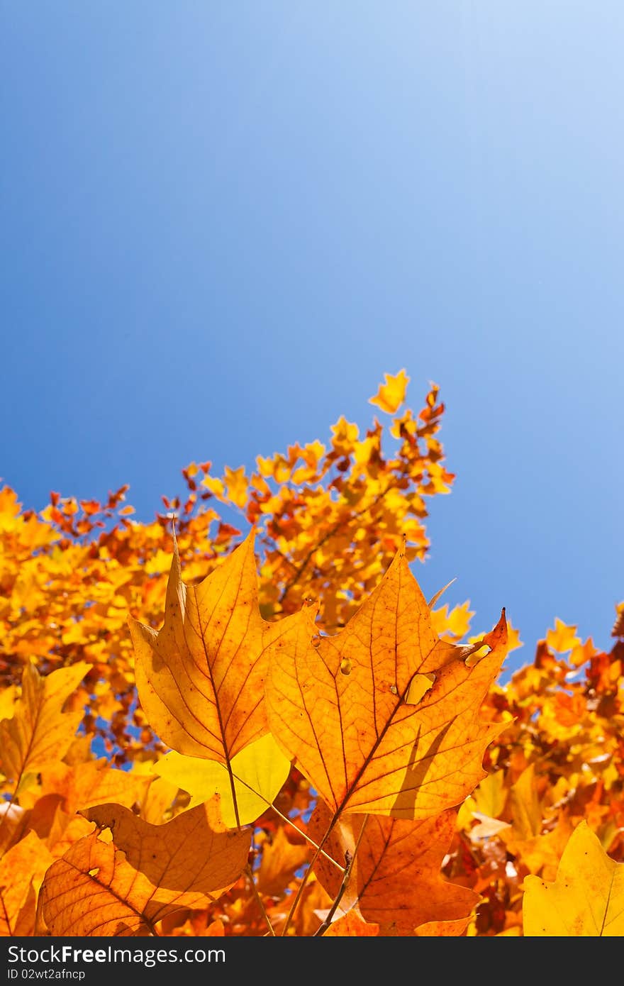 Autumn leaves and blue sky