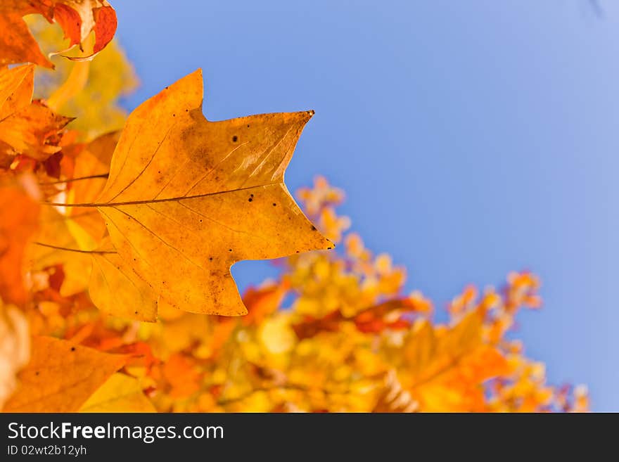 Autumn leaves and blue sky