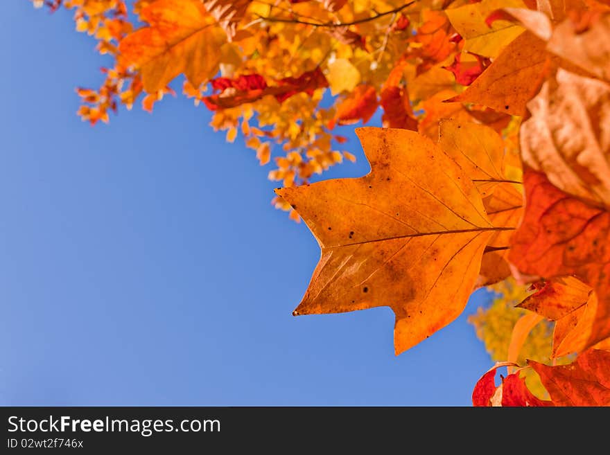 Autumn leaves and blue sky