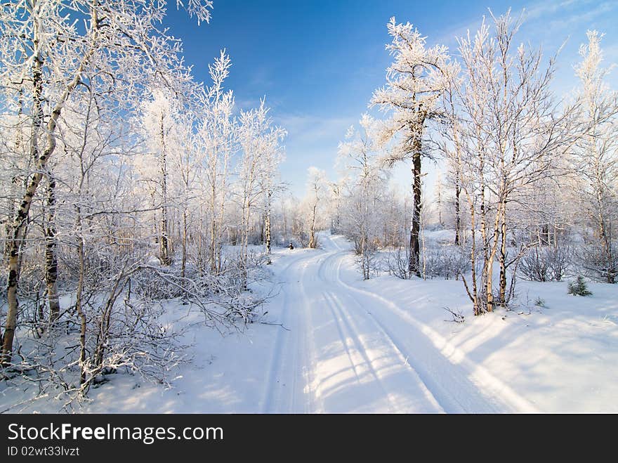 Winter Forest