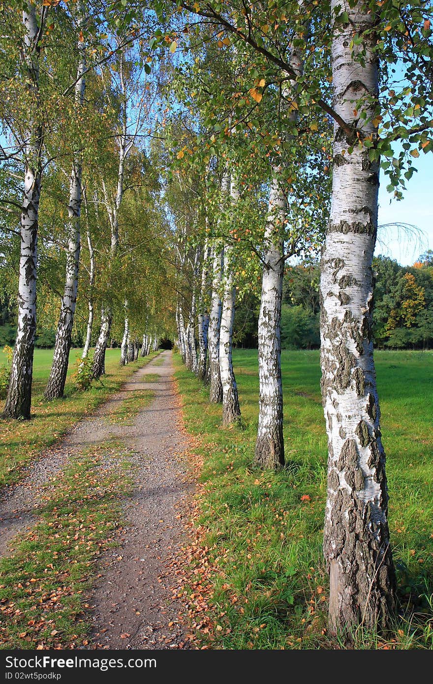 Way through the birch park