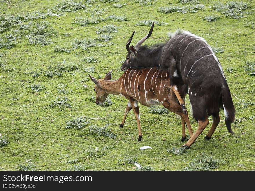 The Nyala (Tragelaphus angasii) is a Southern African antelope. It is a spiral-horned dense-forest antelope that is uncomfortable in open spaces and is most often seen at water holes. Nyalas live alone or in small family groups of up to 10 individuals. The Nyala (Tragelaphus angasii) is a Southern African antelope. It is a spiral-horned dense-forest antelope that is uncomfortable in open spaces and is most often seen at water holes. Nyalas live alone or in small family groups of up to 10 individuals.