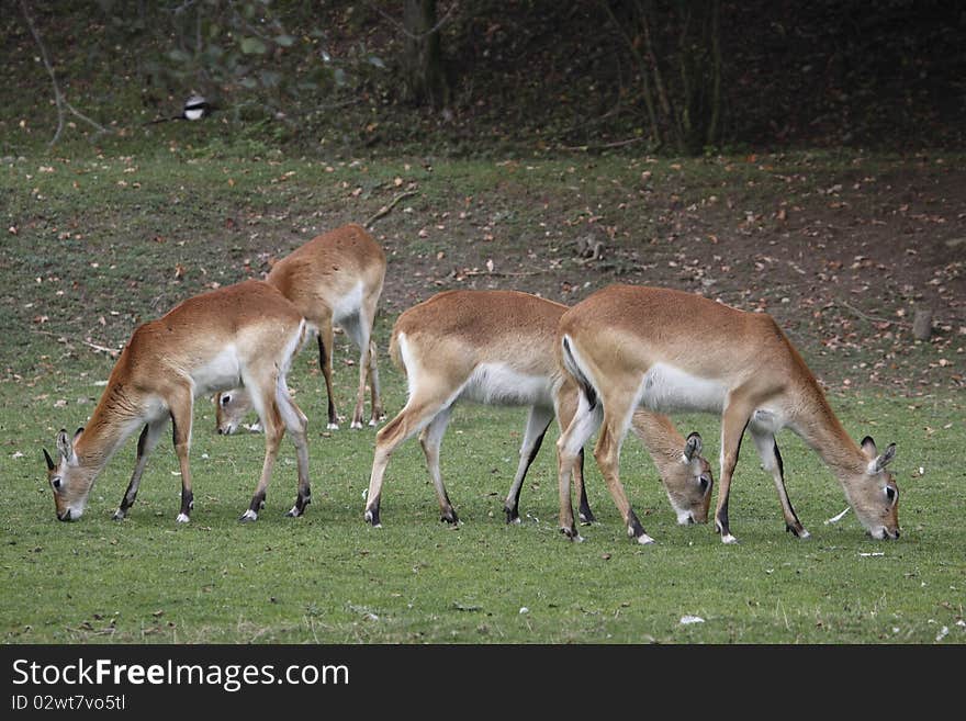 Herd of red lechwes