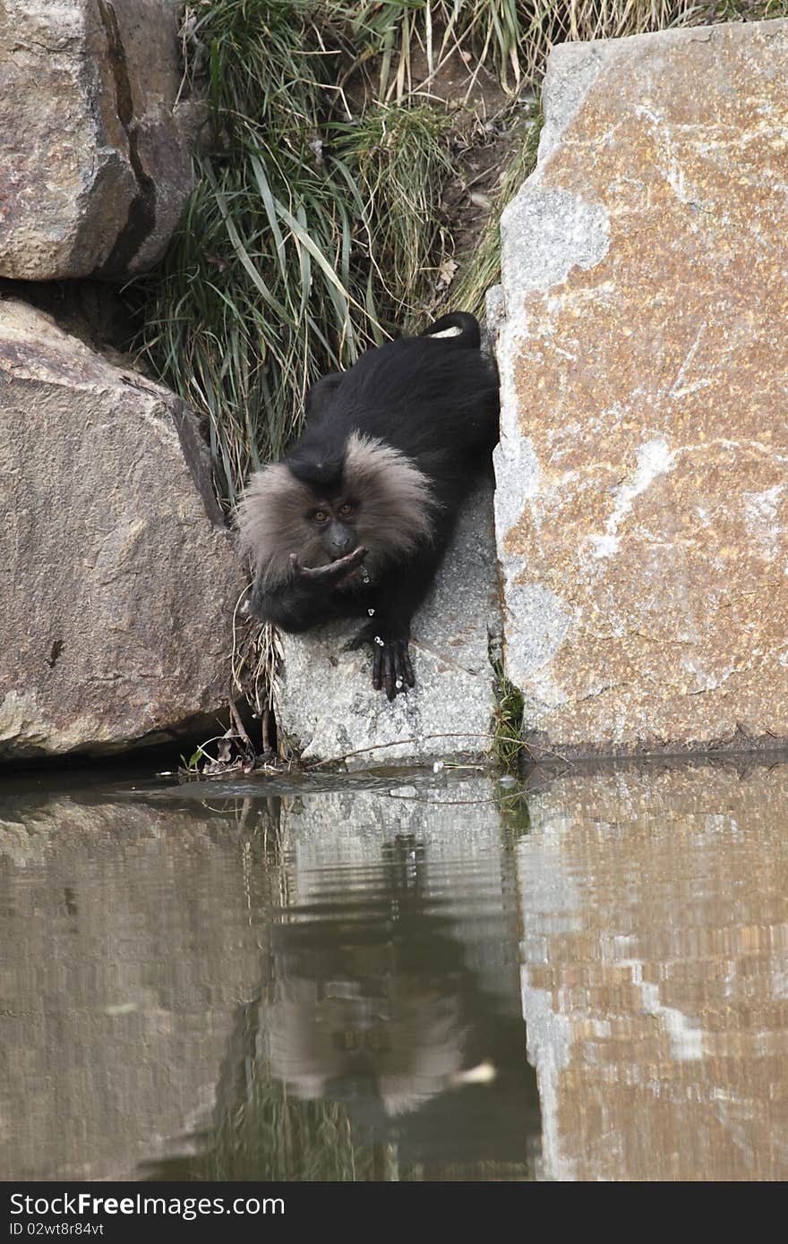 Drinking lion-tailed Macaque