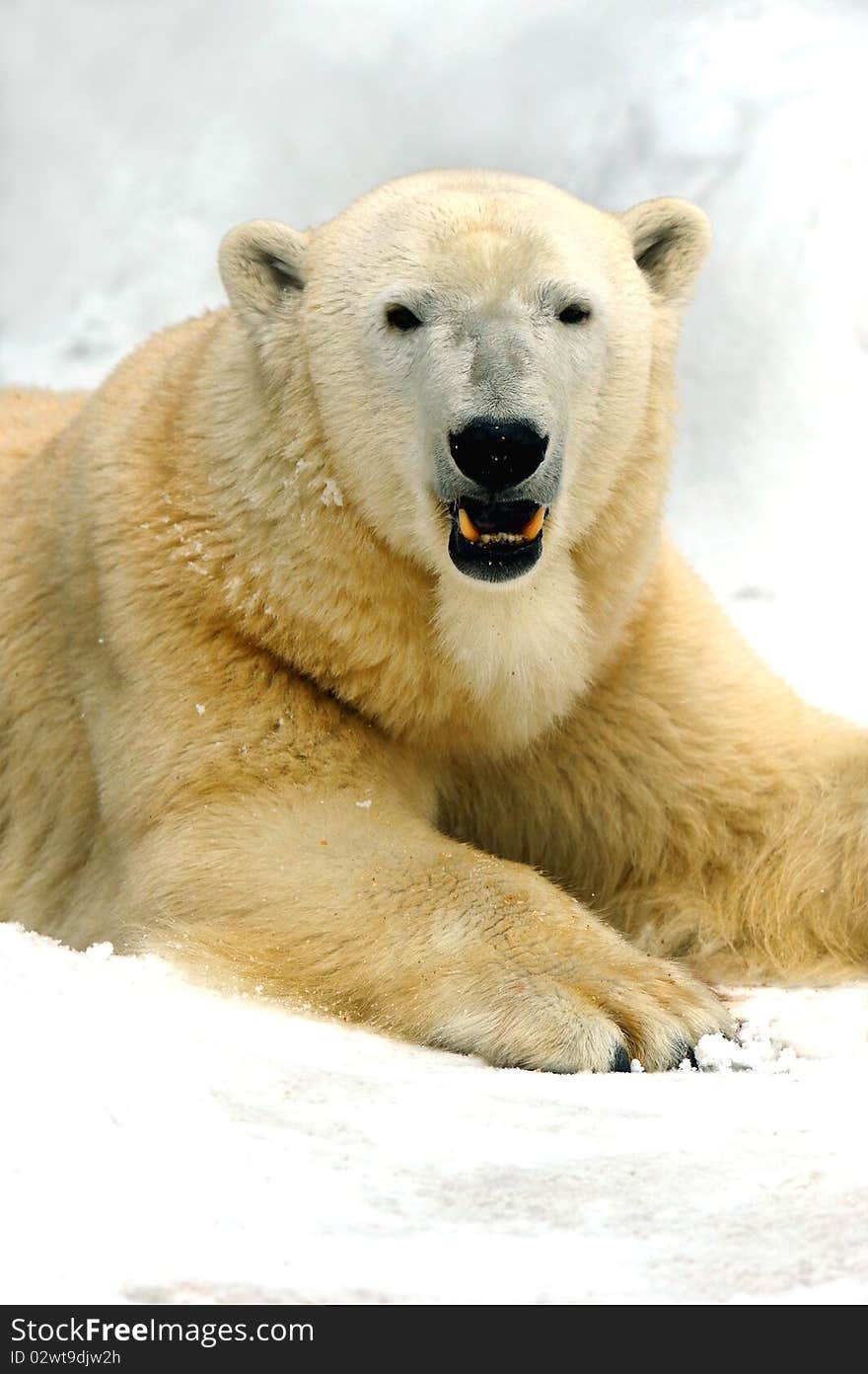 Polar bear