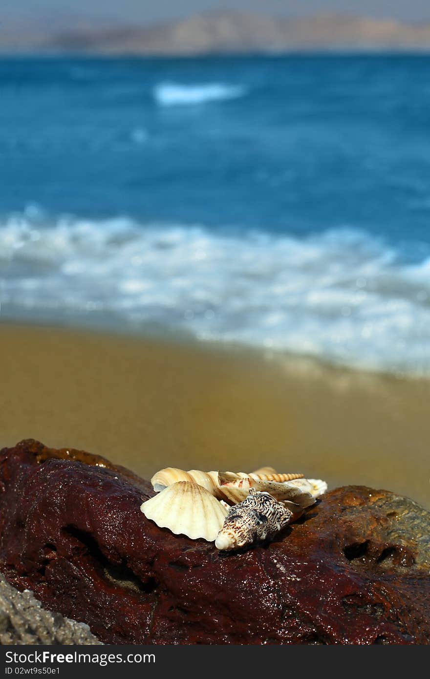 Sea shell, ocean, beach