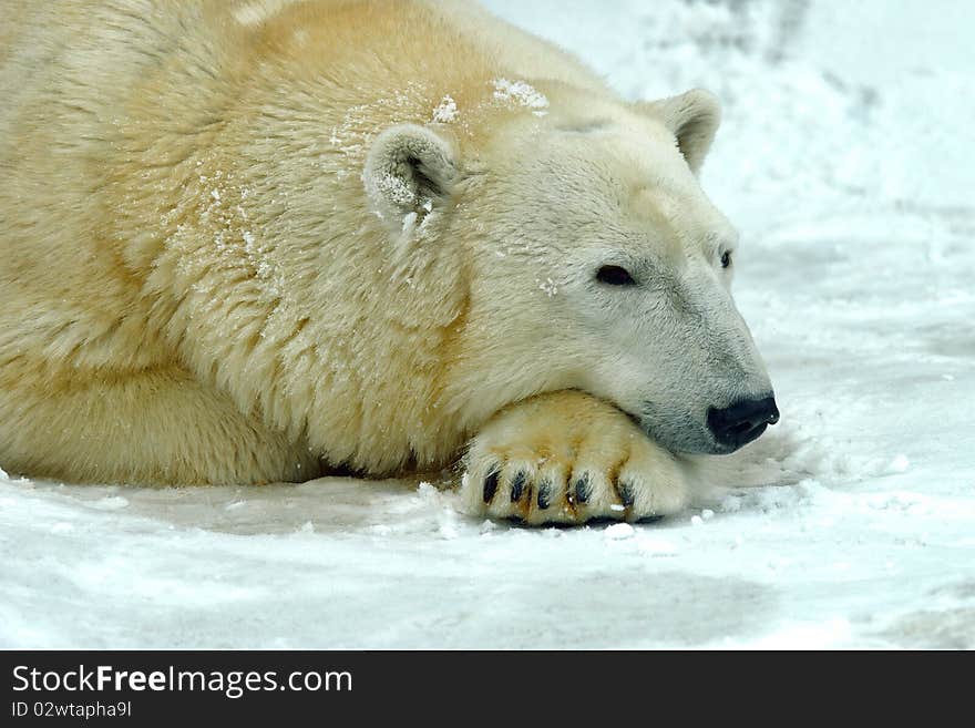 Polar bear