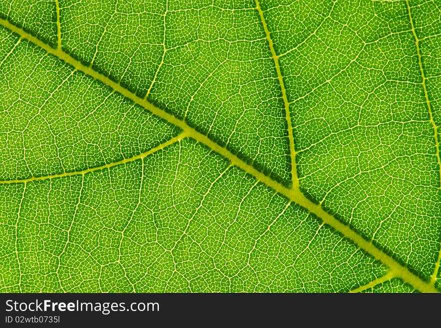 Texture of a green leaf as background. Texture of a green leaf as background