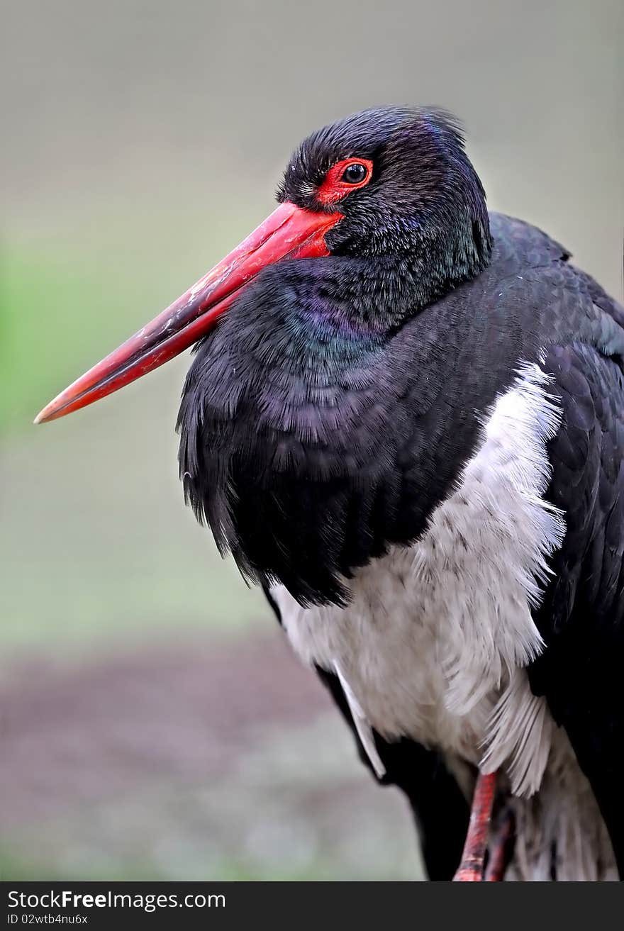 Bird above-ground in the natural environment of habitation. Bird above-ground in the natural environment of habitation