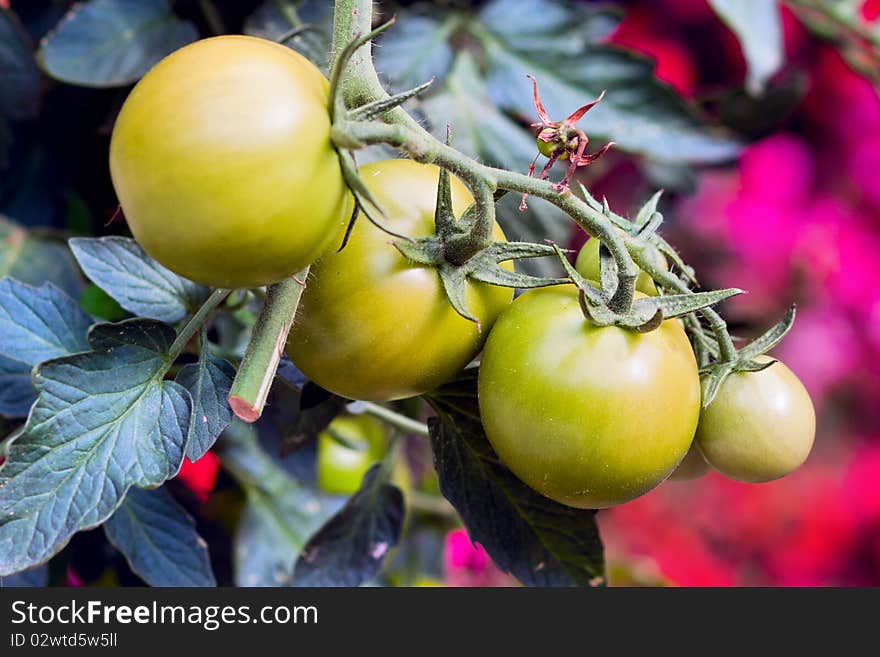 Green tomatos in a garden  - vegetable culture advantageous for health. Green tomatos in a garden  - vegetable culture advantageous for health