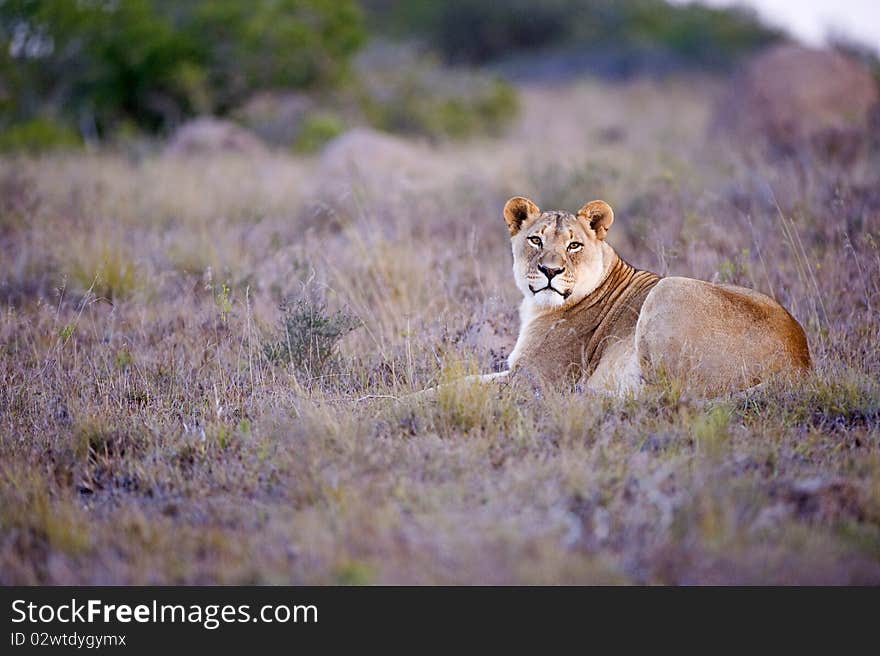 Evening Lioness