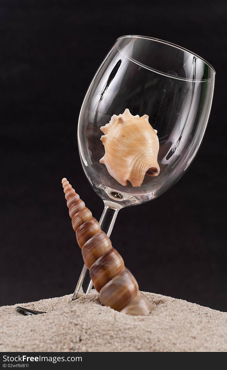 Seashell in Wine Glass