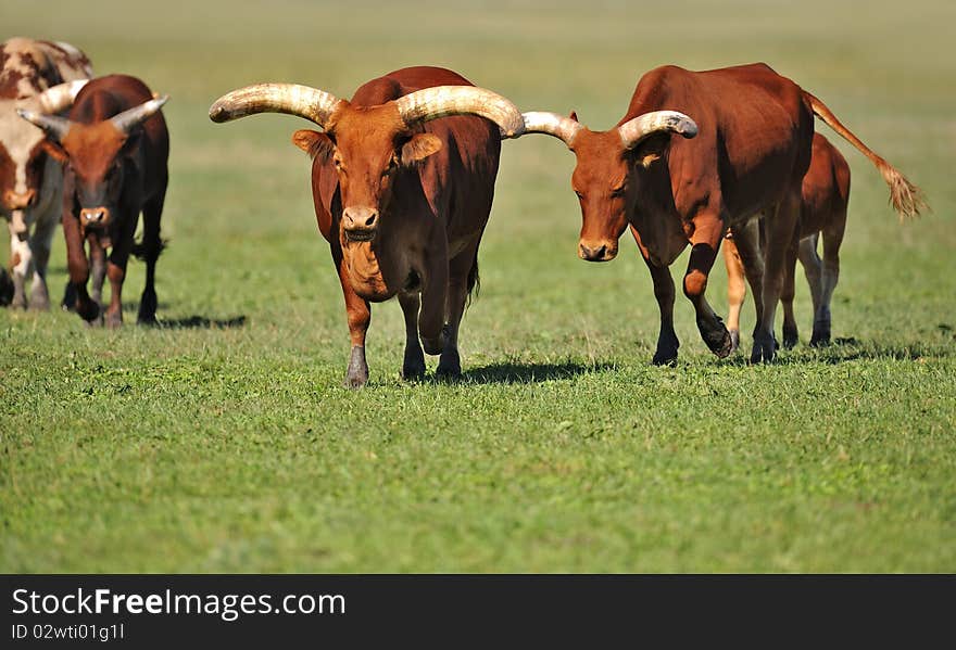 Wild cow on a pasture