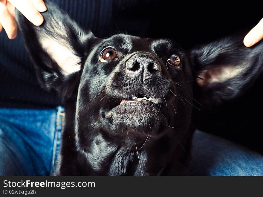 Expressive dog - black handsome labrador