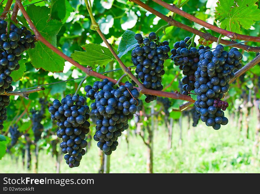 Blue ripe grapes in the vineyard. Blue ripe grapes in the vineyard