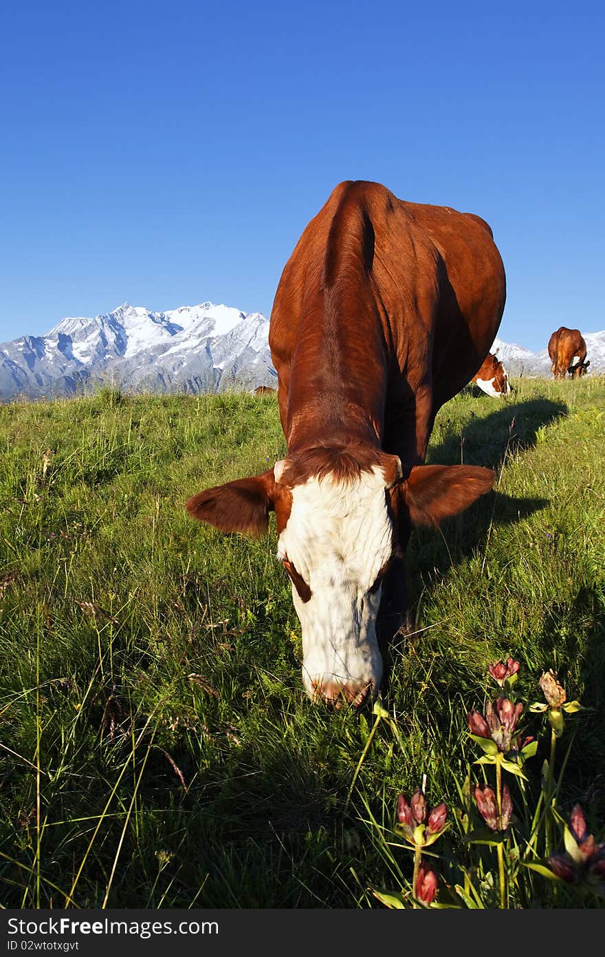 Cow grass and sky