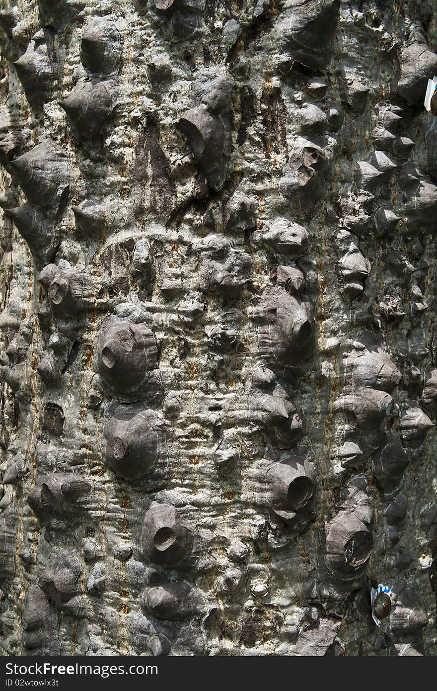 The texture of bombax ceiba tree.