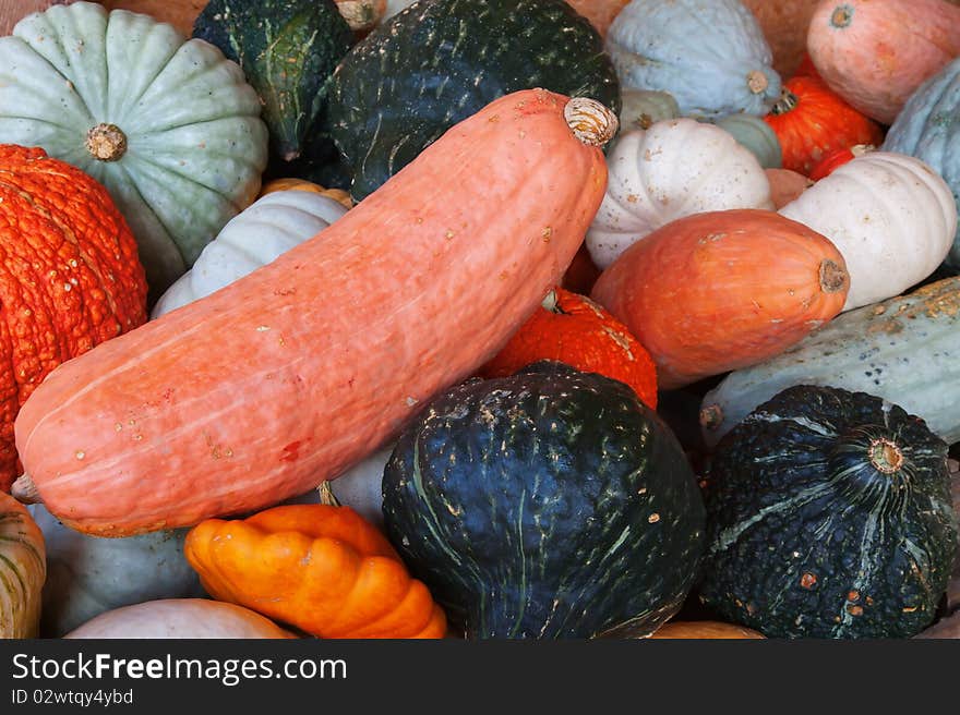 Colorful Pumpkins