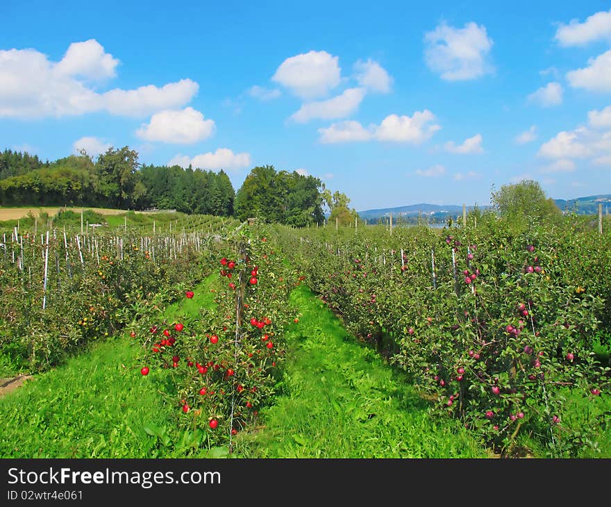 Apple garden full of riped red apples